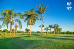 Palmeiras no Campo de Golfe do Iguassu Wish Golf Resort.